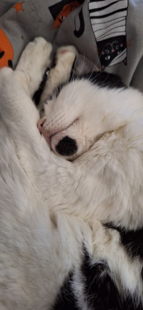 A picture of a mostly white cat with black patches, curled up asleep.