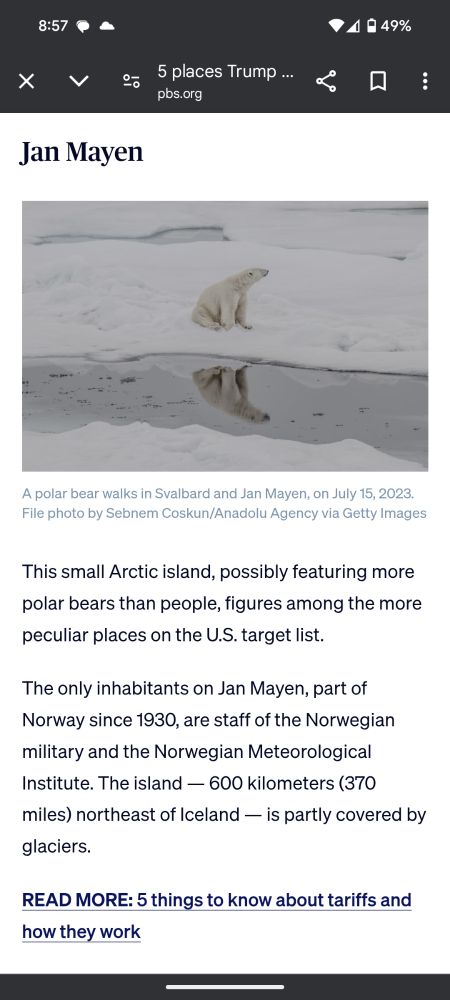 Polar bear in Jan Mayen. 