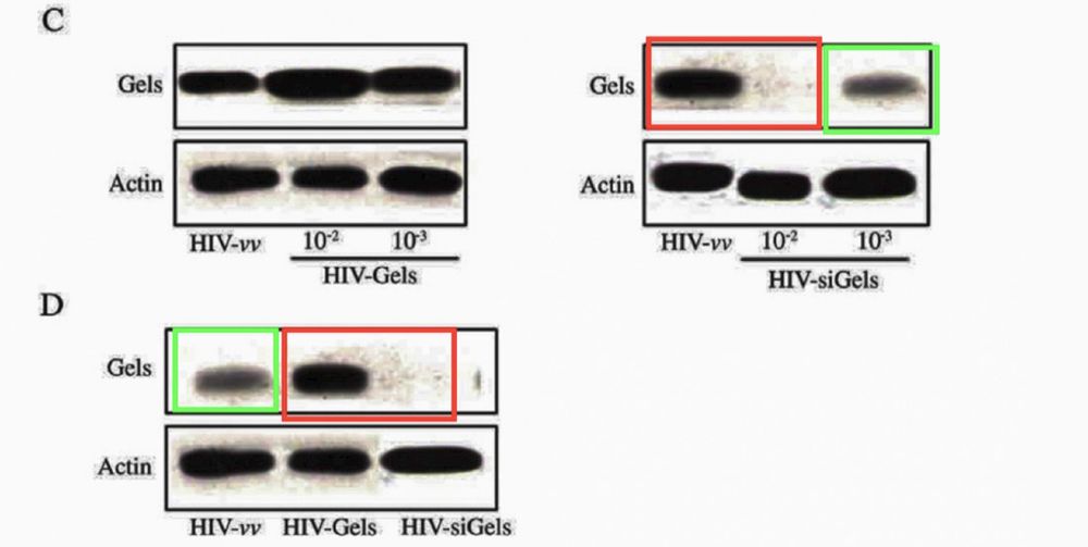 Proof of concept? The allegedly duplicated images were meant to illustrate how the researchers altered levels of a protein called gelsolin with a viral vector.