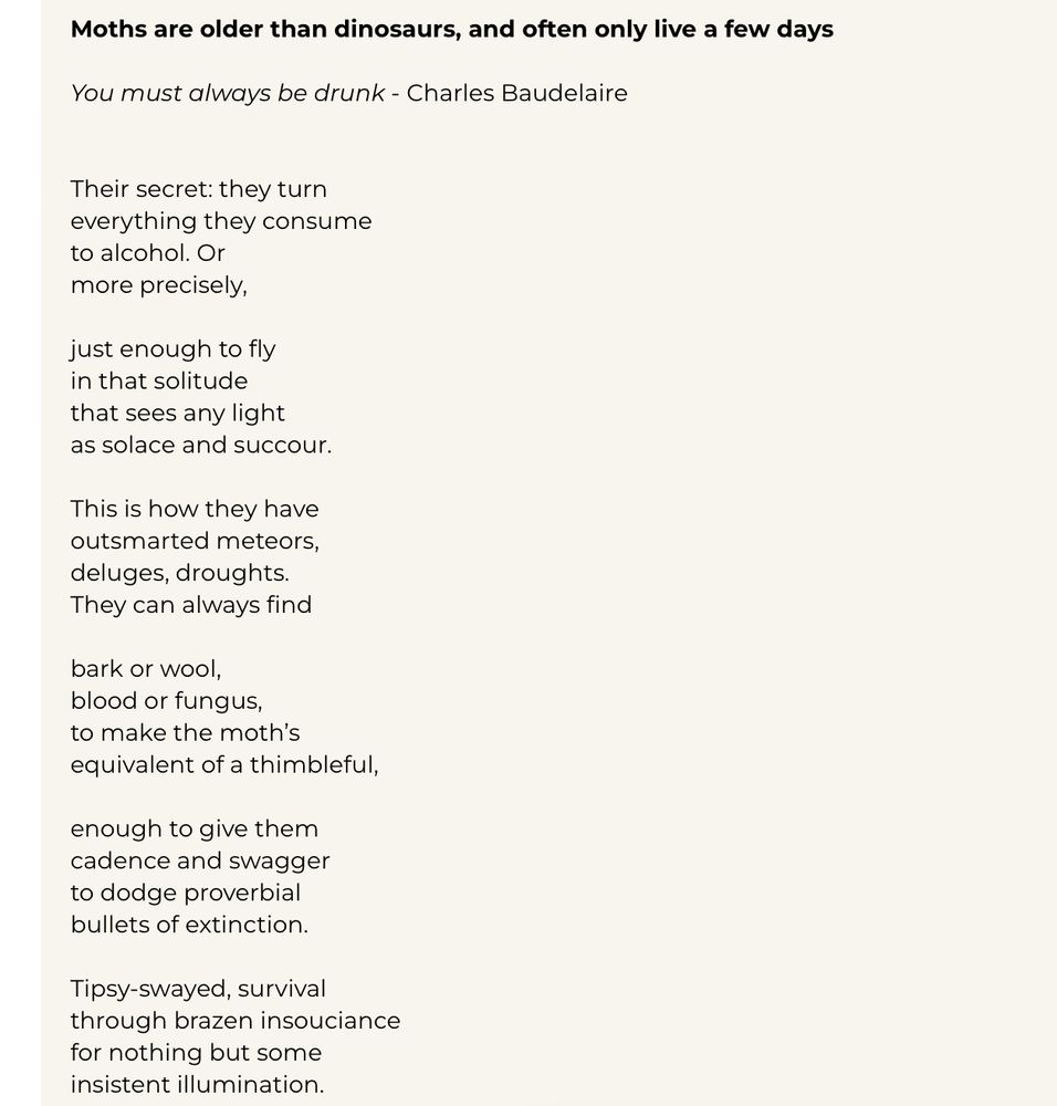 Moths are older than dinosaurs, and often only live a few days
You must always be drunk - Charles Baudelaire
Their secret: they turn everything they consume to alcohol. Or more precisely,
just enough to fly in that solitude that sees any light as solace and succour.
This is how they have outsmarted meteors, deluges, droughts.
They can always find
bark or wool, blood or fungus, to make the moth's equivalent of a thimbleful,
enough to give them cadence and swagger to dodge proverbial bullets of extinction.
Tipsy-swayed, survival through brazen insouciance for nothing but some insistent illumination.