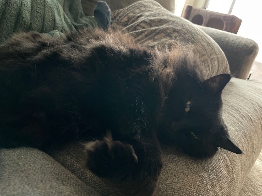 cute black cat laying down with anime eyes