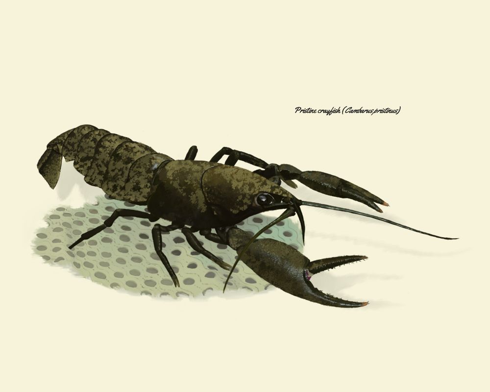 A digital Illustration of a Pristine Crayfish crawling over a piece of net fabric.