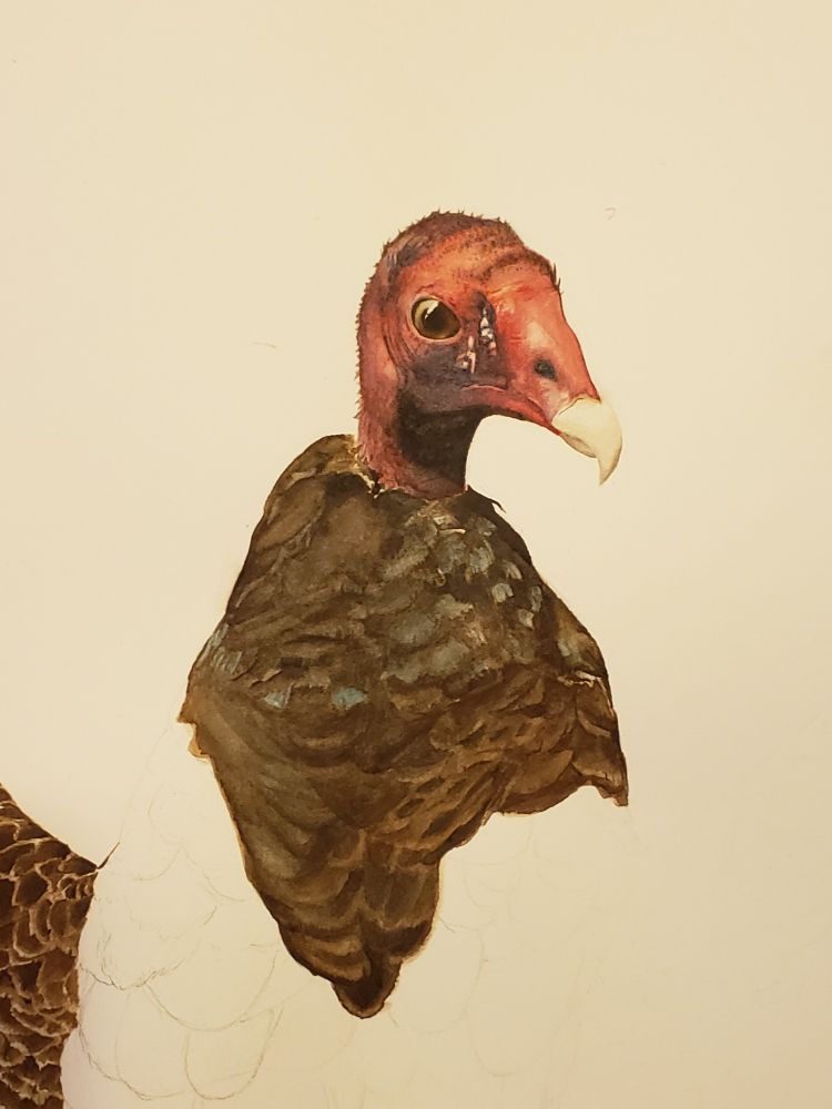 A work in progress watercolor illustration of a turkey vulture.