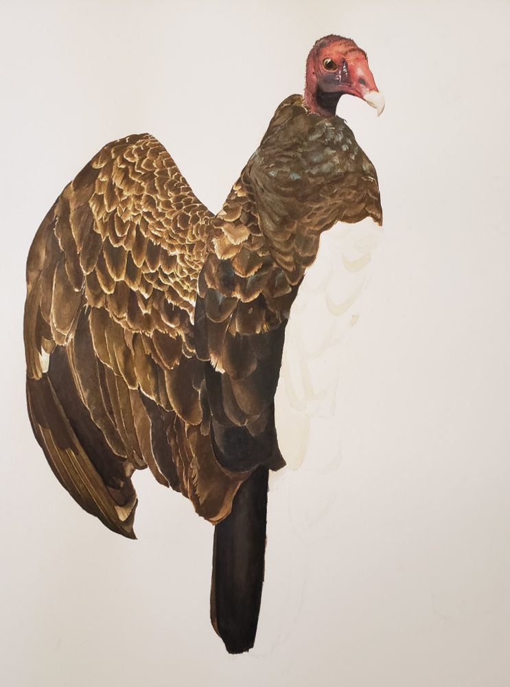 A watercolor painting of a Turkey Vulture. It is half finished. The left side is finished including the wing, head, and half of the body and tail.