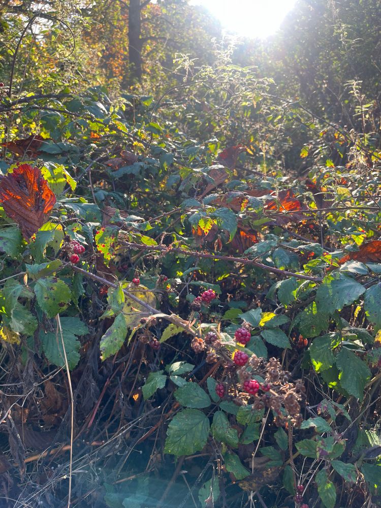 New blackberries fruiting. 