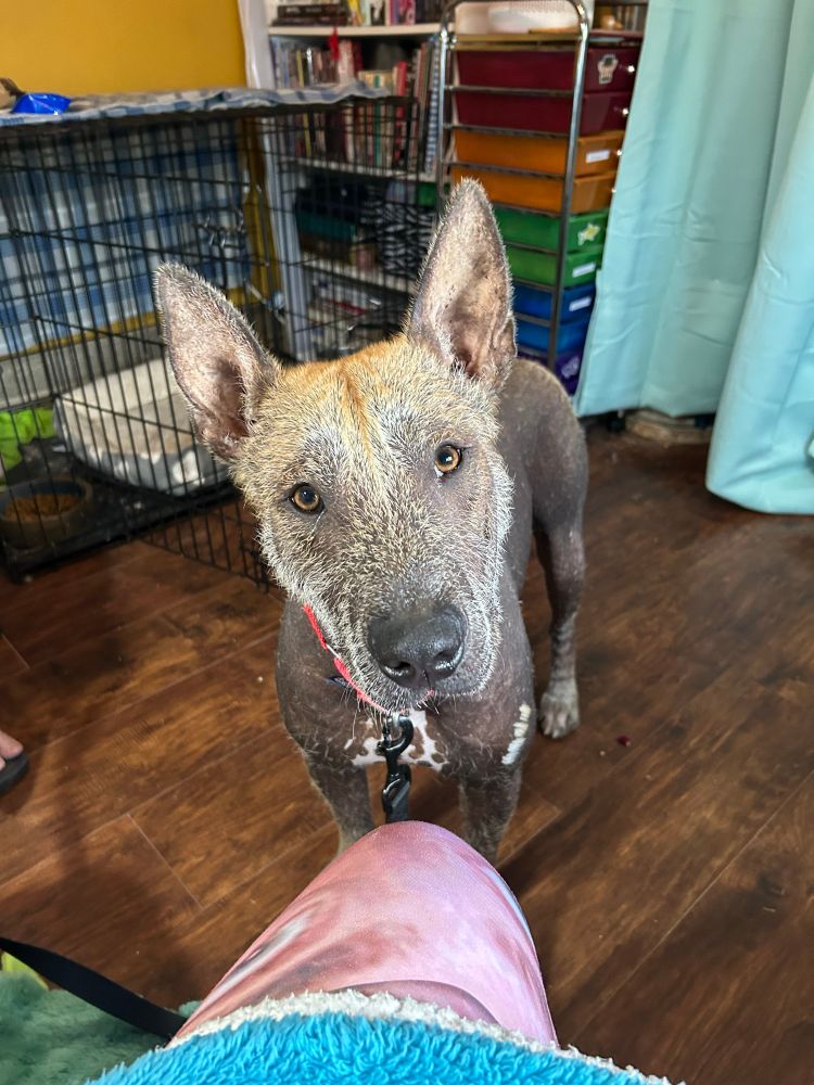 Hairless medium sized dog looking at the camera with big brown eyes. Has white and ginger hair on his face. 