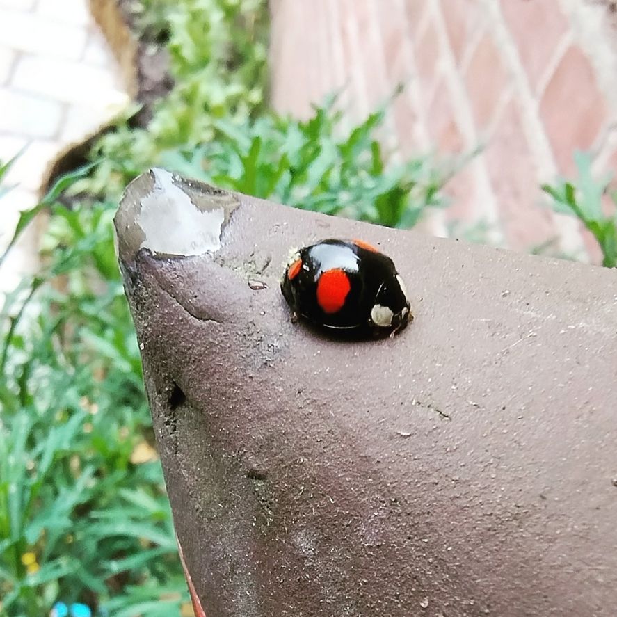 A picture of a black lady bug with 4 red spots, two big ones and two smaller ones. It is sitting on a ceramic garden decoration and very shiny. 