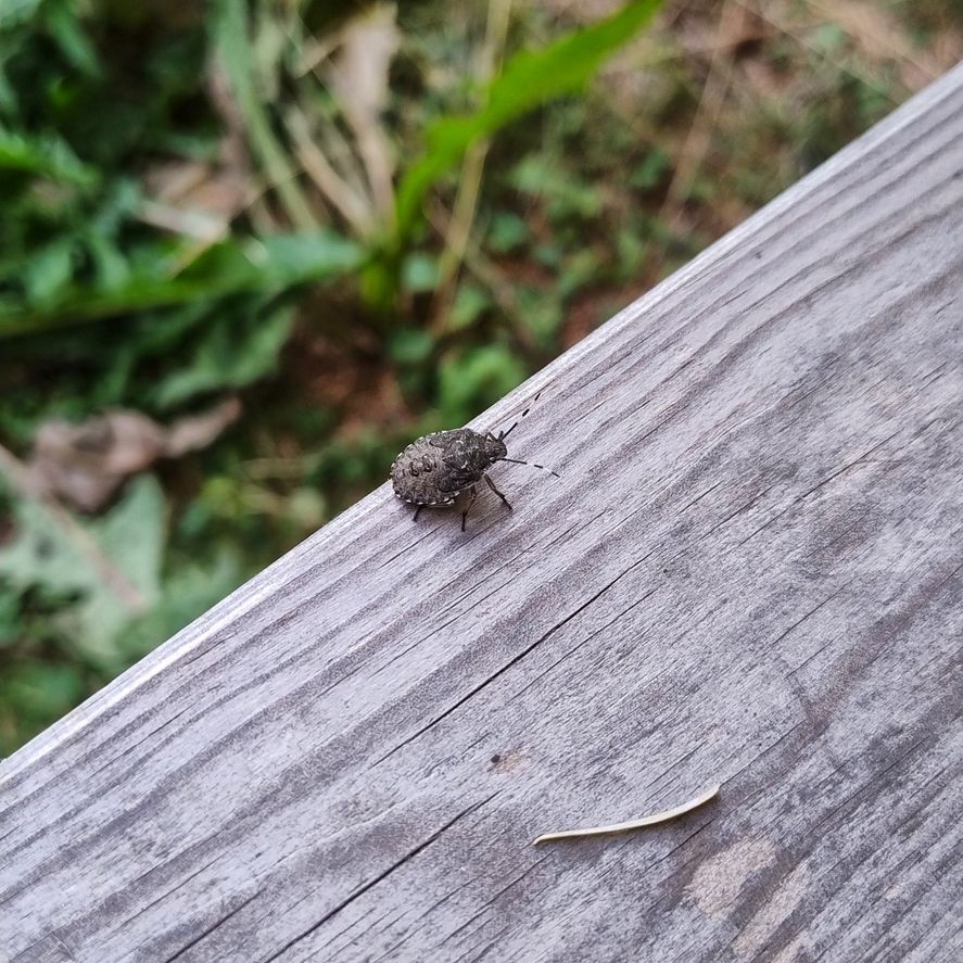 A young stinkbug sitting on the edge of a wooden bench. It has cute striped antennae and a brown patterned body. 