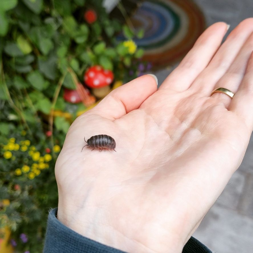 A person (it's me!) holding their hand up, with an isopod walking across the palm. In the background, colorful decor is visible. 