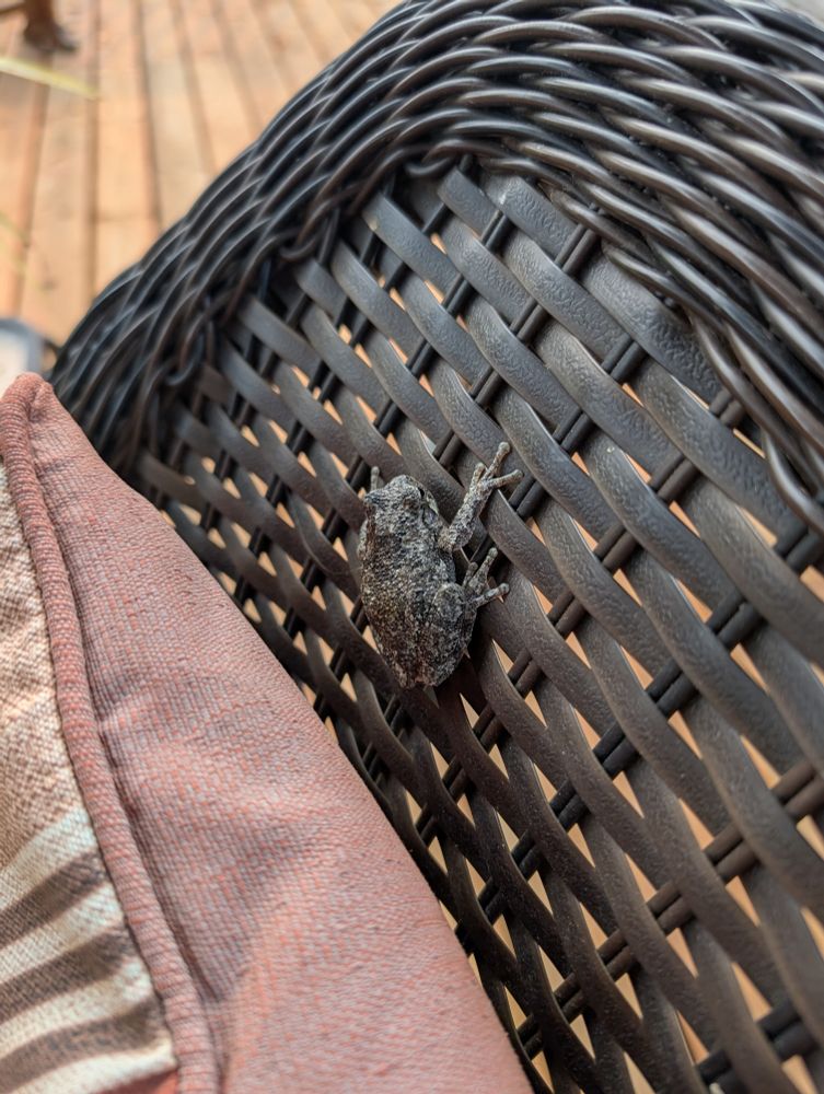 A grey tree frog on the back of a brown wicker chair 