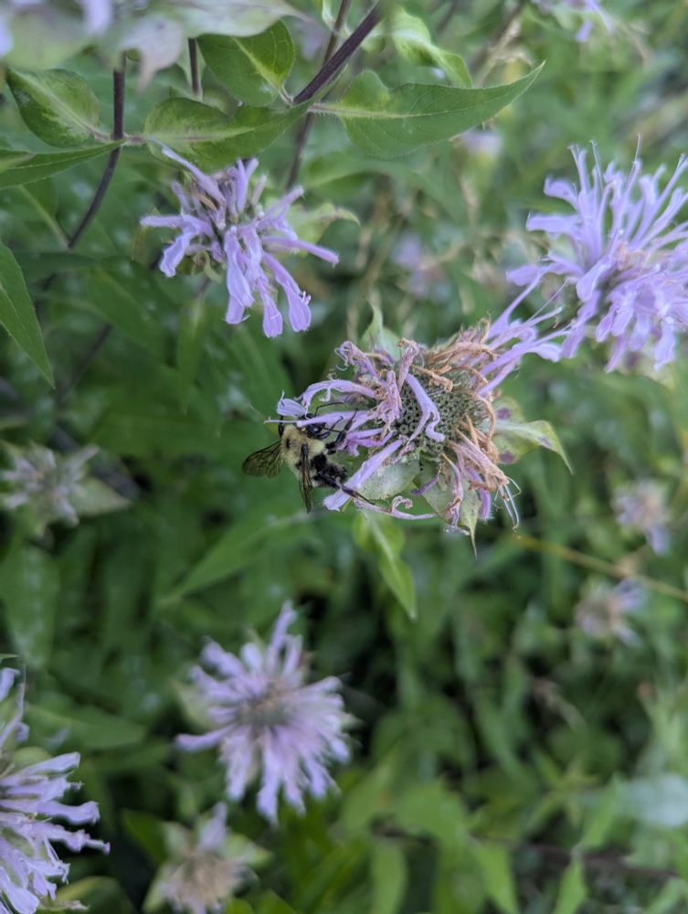 Bumble bee on flowering light purple Beebalm