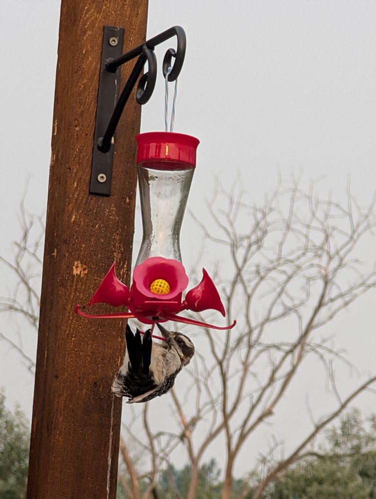 A wood pecker hanging from the bottom of a hummingbird bird feeder