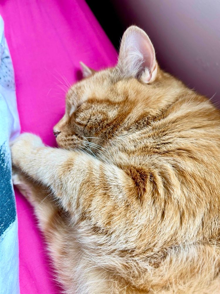 Ginger cat snoozing on a pink sheet 