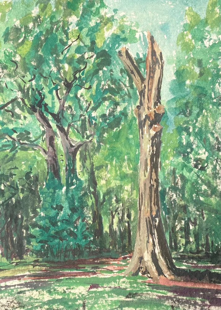 This is a watercolour paintjng of a tree in some woodland/ park. The top of a tree has snapped off this was painted after the tree surgeons had come and tidied it up. 