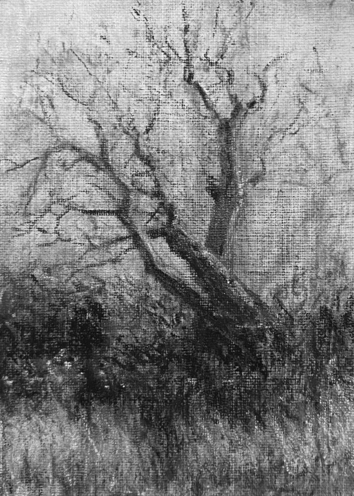 This is a charcoal drawing of some dead ass trees there's a couple of fallen over onto another one that it looks like is gonna fall over as well. The whole picture is pretty bleak. When Ash died back has run its course in the UK will have 90% Ash trees. Already in my neck of the woods there's a big visible difference in the landscape. 