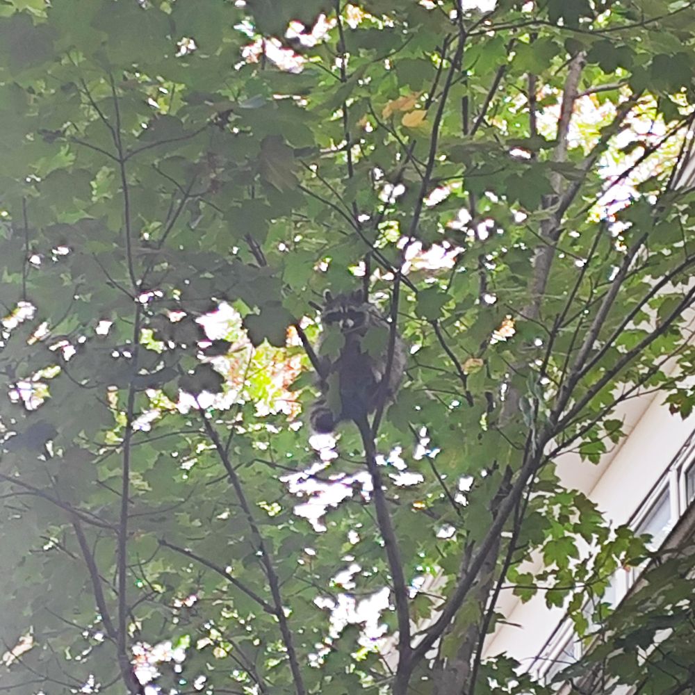 енот на дереве сидит