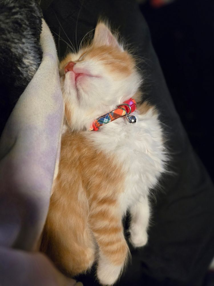 Eepy orange baby kitten waiting for kisses
