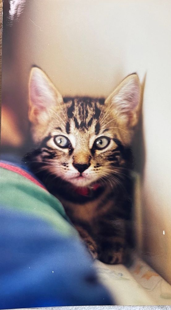 A tabby kitty hidden by a wall next to rainbow colored fabric 