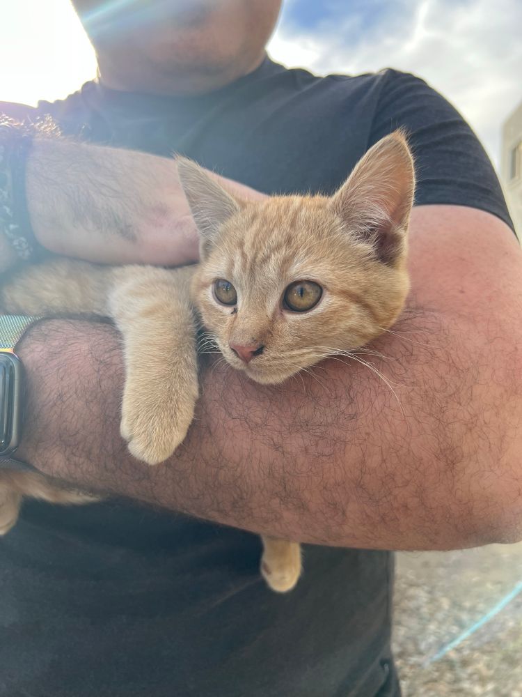Orange kitten held laying on my arm