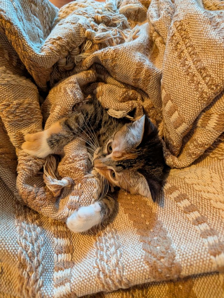 Calico kitten snuggled up in a beige blanket, although something has caught her attention...