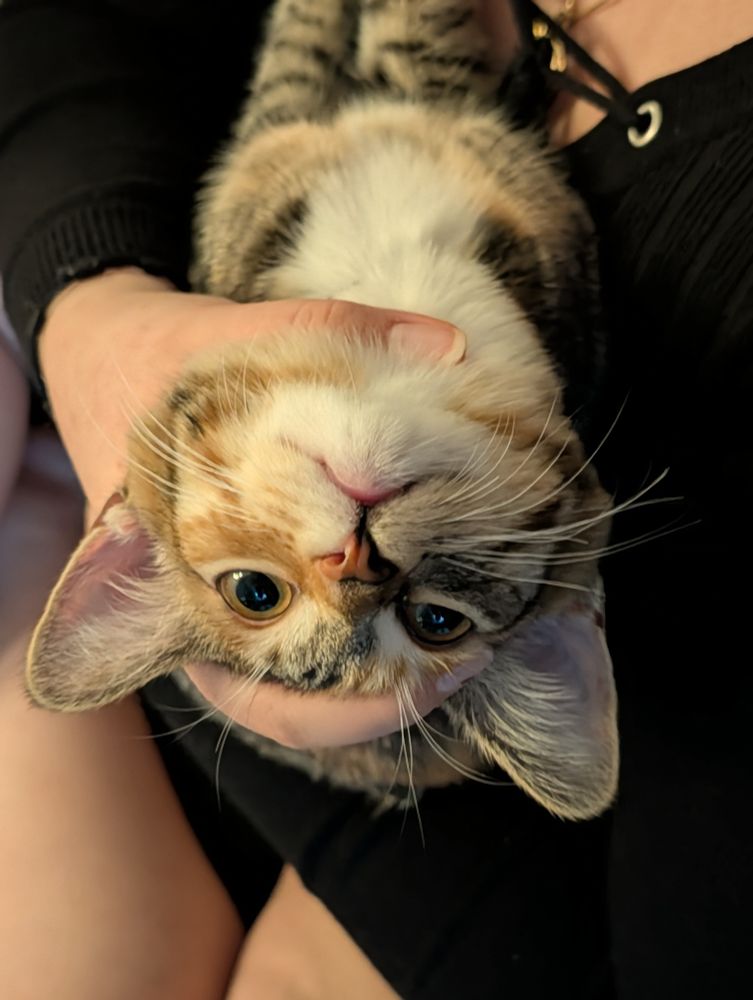 Calico kitten laying upside down, looking like an adorable little goblin