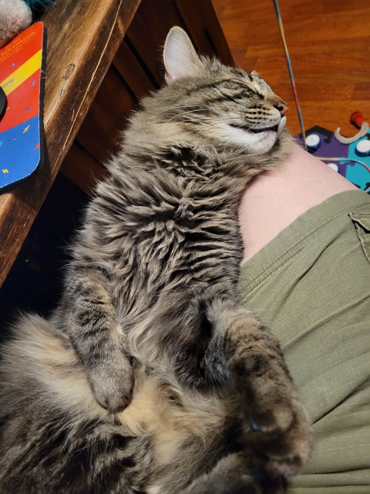 Verne, a gray and black cat, lies on his back in my lap, chest and tummy exposed, paws limp.