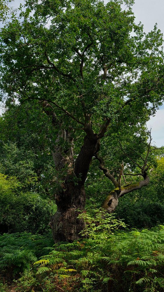 Old oak tree in Sherwood Forest.