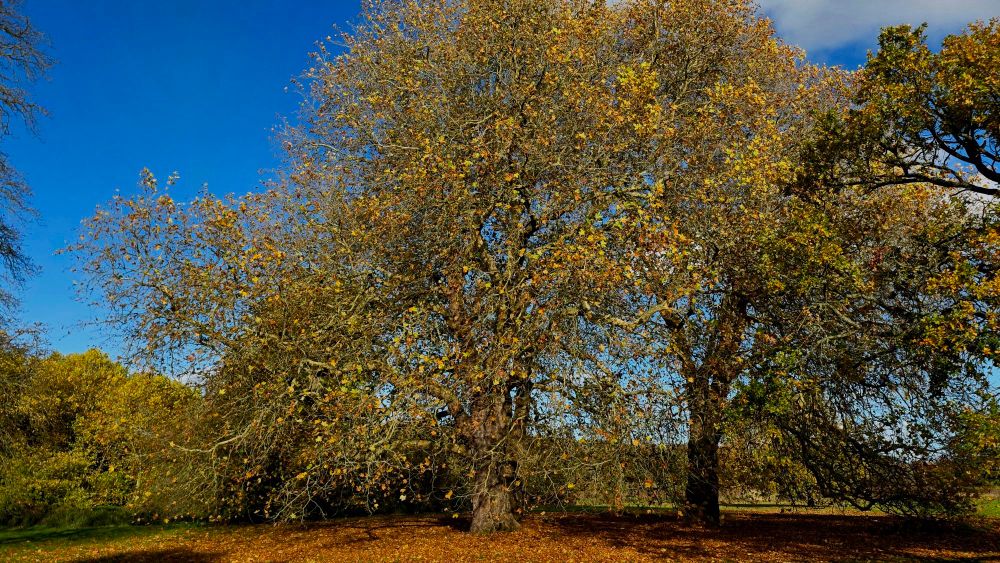 Golden autumnal trees