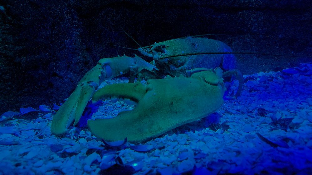 A tasty looking lobster.