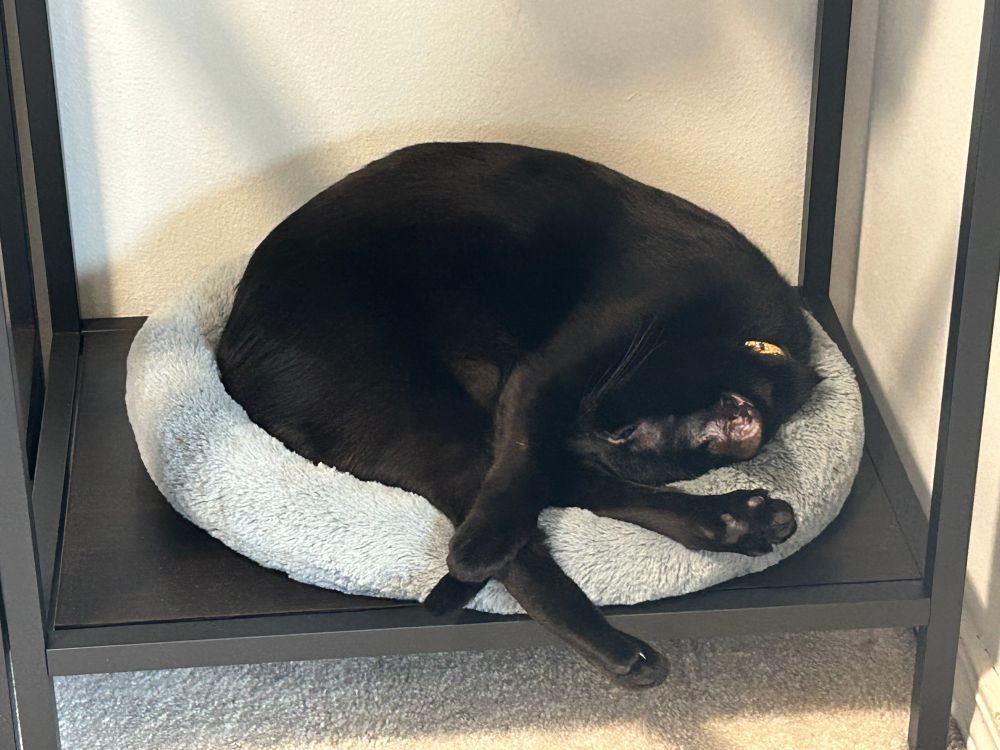 A black cat named Miffy is curled up with his head tucked under his legs in a grey cat bed.  His back legs stick out and show off his toe beans.