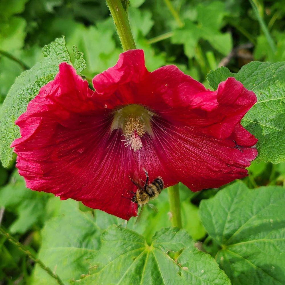 Bumble Bee on a red hollyhock