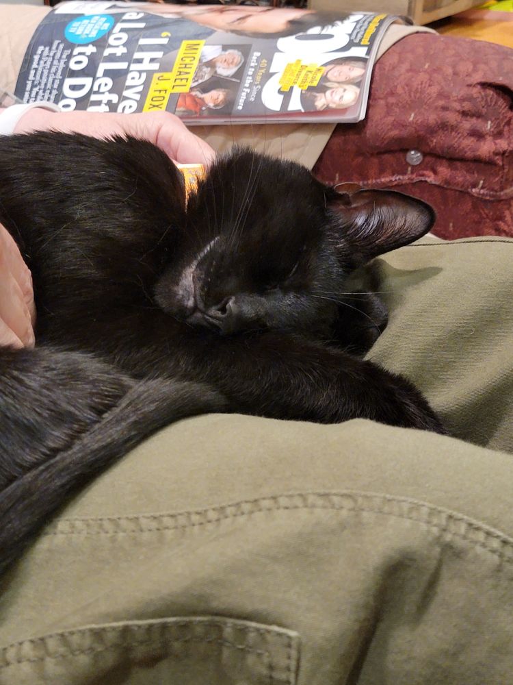 A black cat asleep in someone's lap