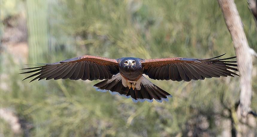 Harris Hawk