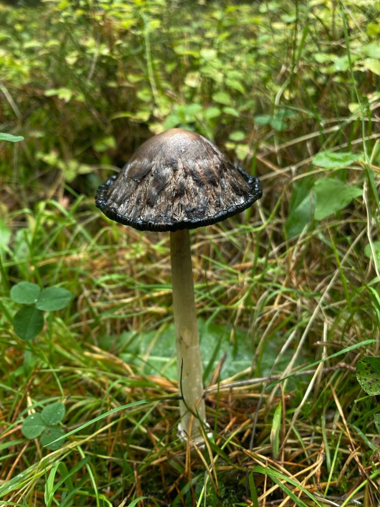 ein älterer Schopf-Tintling, ein Pilz in einer nassen Wiese