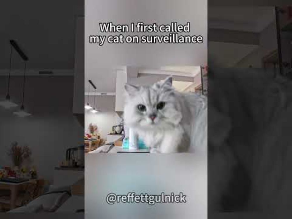 When l first called my cat on surveillance. #funny #monitoring #cat#cats#catlovers #catsoftiktok