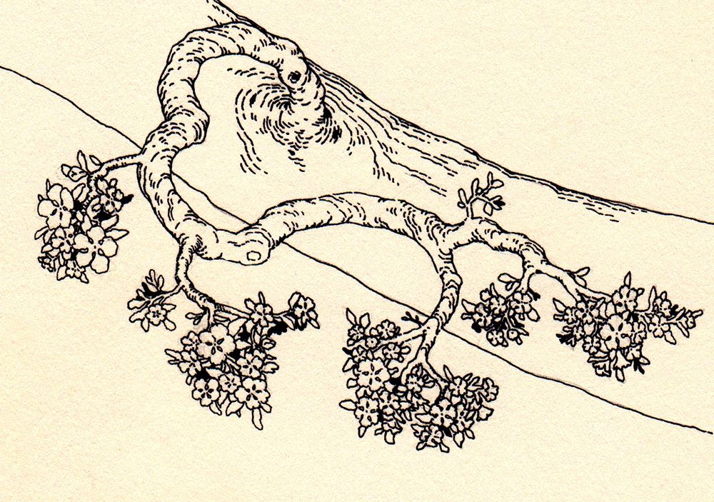 An ink drawing of a simple, curvy tree branch. Bunches of small flowers populate the tips.