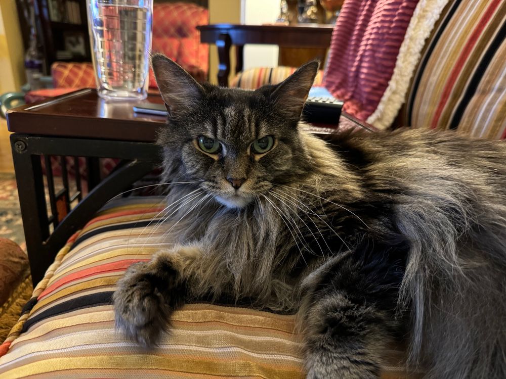 Picture of a black and gray Maine coon tabby