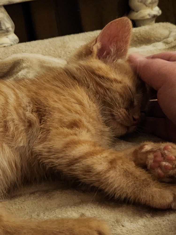 Orange tabby asleep with someone's hand petting its head.