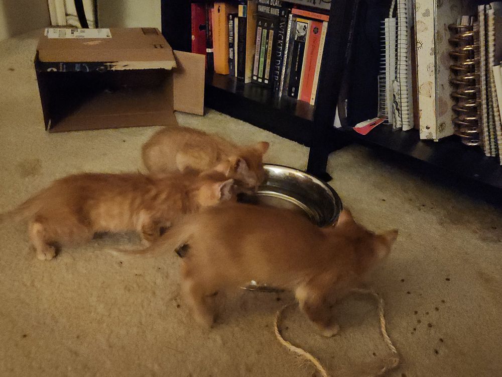 Three orange kittens around a water dish