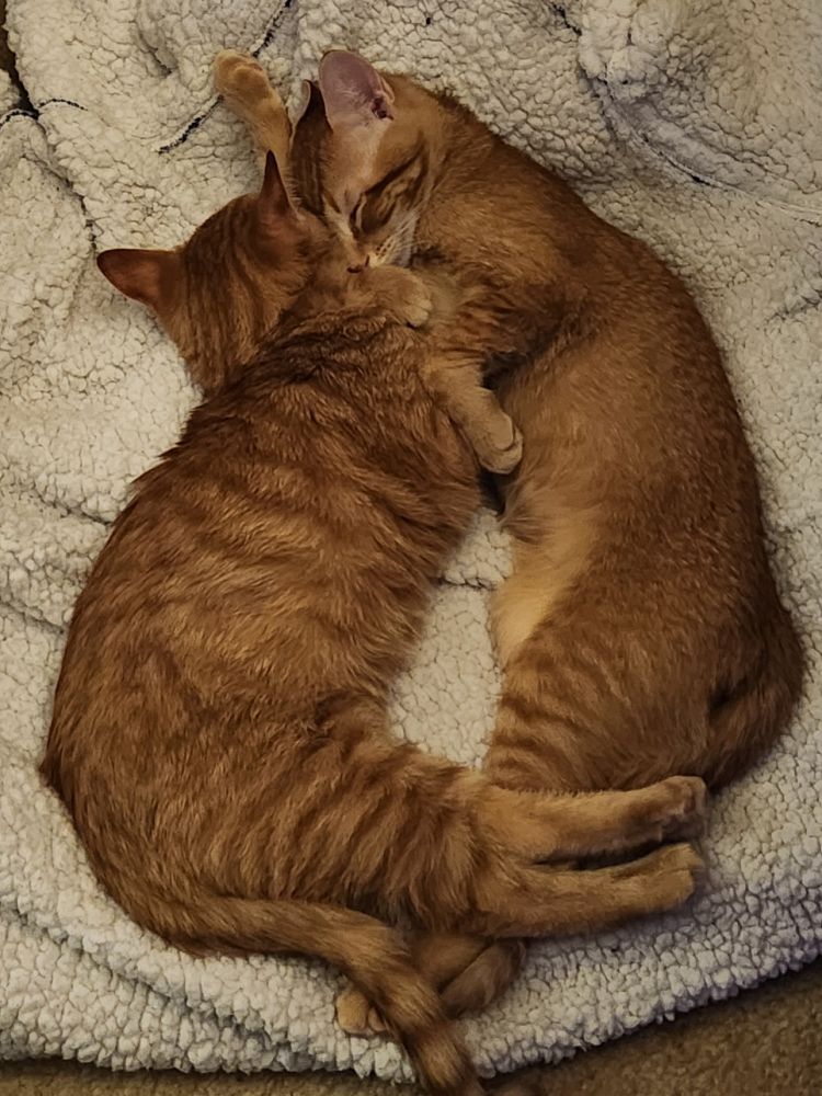 Orange tabby kittens cuddling asleep in a white blanket