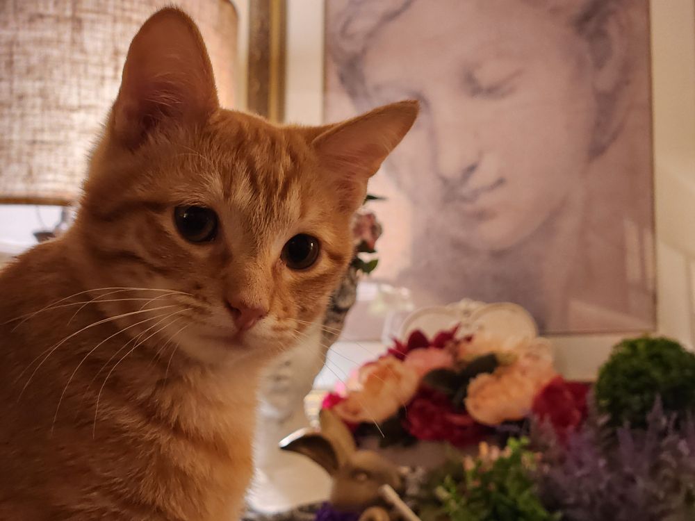 orange kitty posing in front of a framed sketch of someone's face. Fake florals are under the frame.