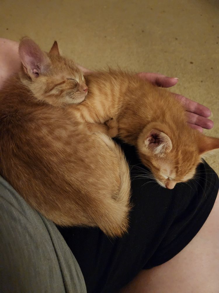 Two orange tabbies sleep on someone's leg