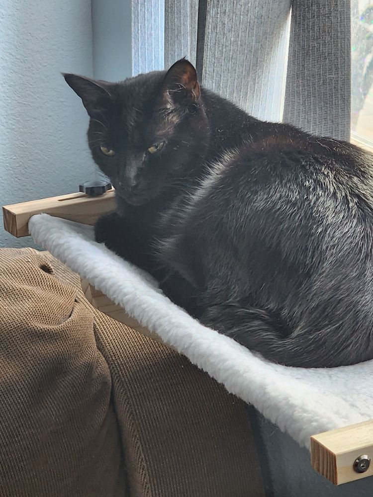 A black cat laying on a window sill hammock.