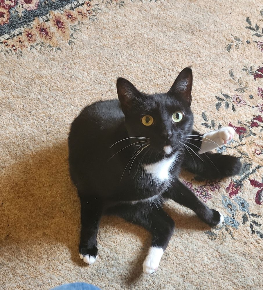 A black & white tuxedo kitty on a multi colored rug.
