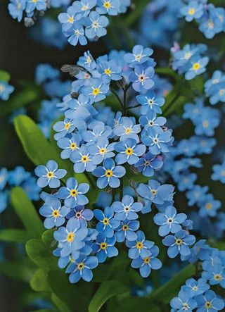 Photo of blue forget-me-not flowers