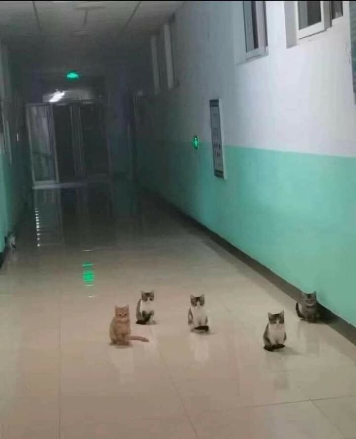 Fünf kleine Katzen sitzen in einem schlecht beleuchteten Hausgang der nach hinten hin dunkler wird der Gang ist halbhoch mit einem hellen grün gestrichen die andere Hälfte weiß die Szenerie wirkt sowohl süß als auch bedrohlich 