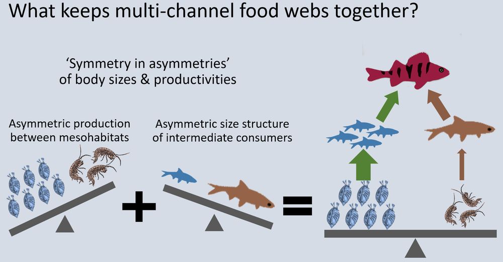 We show that a ‘symmetry in asymmetries’ is critical to maintain multichannel food webs through two compensatory levels of asymmetry (i.e., competitive abilities of the consumers and their vulnerability to predation) that modulate the energy flows in the different food web channels