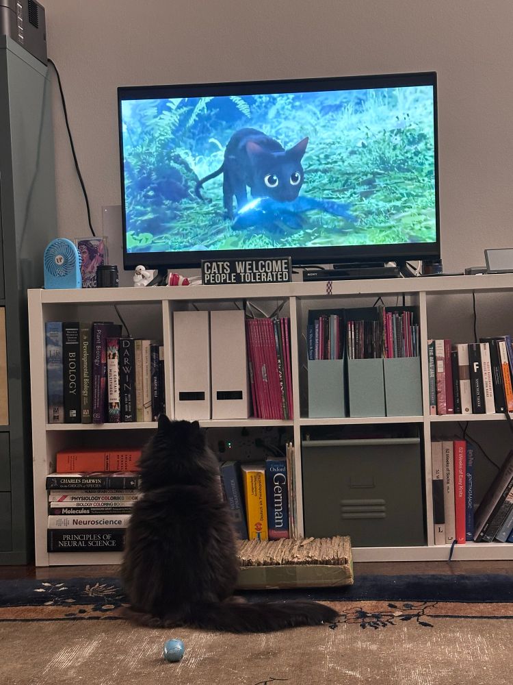 A round fluffy black cat sitting on the floor looking up at a TV playing the animated movie Flow.