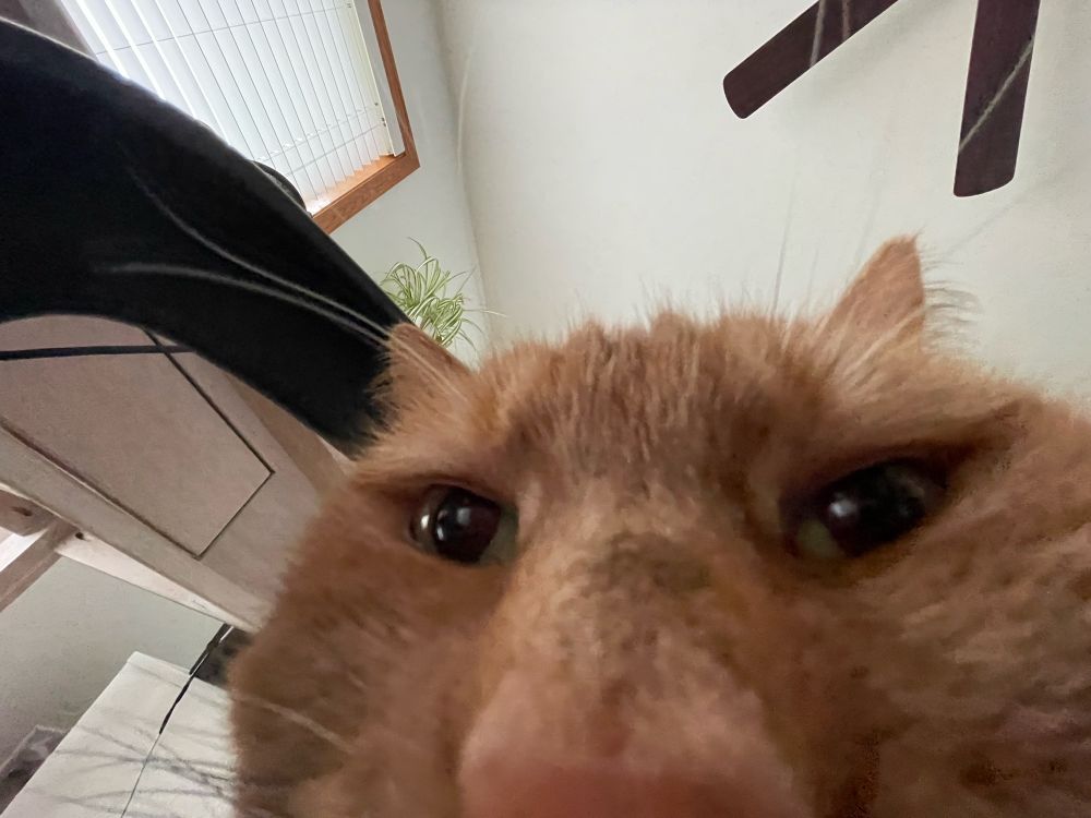Orange cat staring into the .5x zoom camera, quite silly