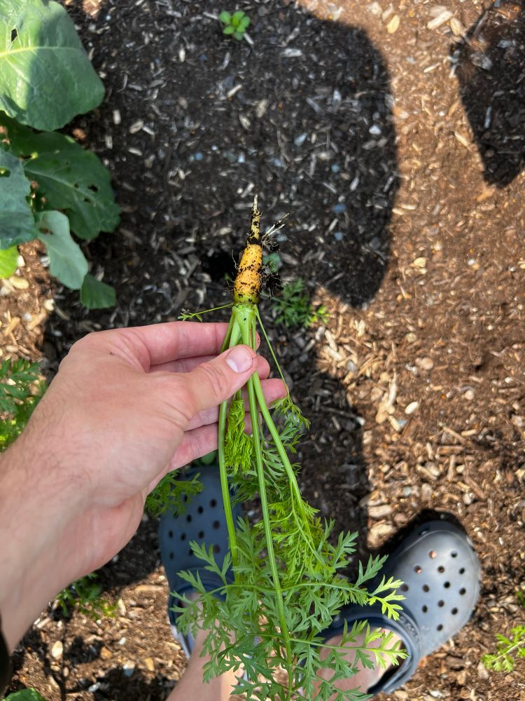 A carrot, approximately 1 inch long